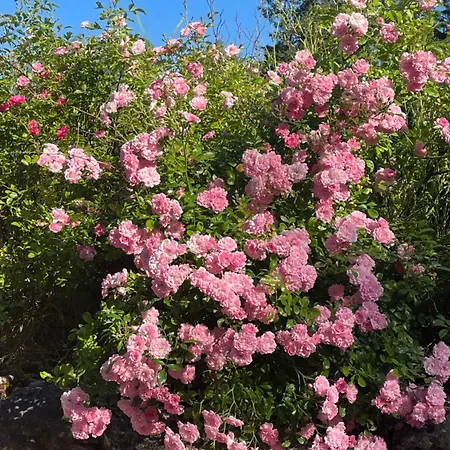 Domaine Le Broual Nocleg ze śniadaniem Saint-Pierre-Toirac