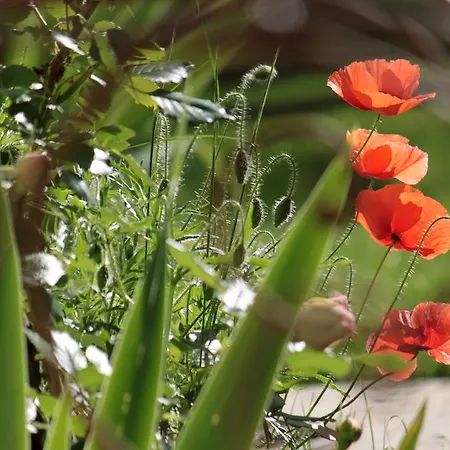 Bed & Breakfast Domaine Le Broual *